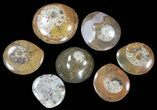 to Goniatite Fossil Buttons (Wholesale Flat) - ~ Pieces #62057-2